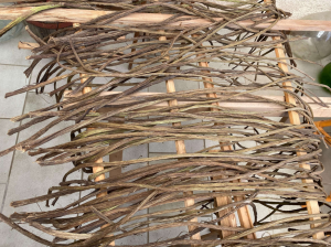 Pétiole de pétasite en train de sécher