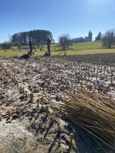 Première récolte de l'osier - oseraie de Tournay